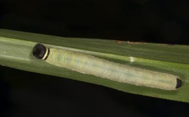 Praethoressa horishana (Matsumura, 1910) 臺灣脈弄蝶
