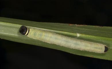 Praethoressa horishana (Matsumura, 1910) 臺灣脈弄蝶