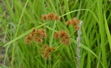 Cyperus compactus Retz. 密穗磚子苗