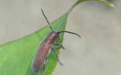 Pseudanaesthetis rufipennis (Matsushita, 1933) 紅翅平山天牛