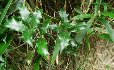 Osmanthus heterophyllus (G. Don) P.S. Green 異葉木犀