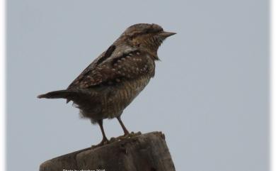 Jynx torquilla chinensis Hesse, 1911 地啄木