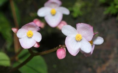 Begonia pinglinensis 坪林秋海棠