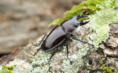 Neolucanus maxinus vendli Dudich, 1923 大圓翅鍬形蟲