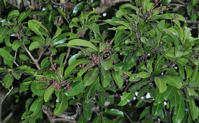 Buchanania arborescens (Blume) Blume 山檨子