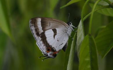 Chrysozephyrus lingi Okano & Okura, 1969 白芒翠灰蝶