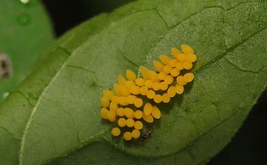 Henosepilachna vigintioctopunctata (Fabricius, 1775) 茄二十八星瓢蟲