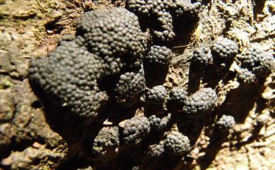 Annulohypoxylon truncatum (Starbäck) Y.M. Ju, J.D. Rogers & H.M. Hsieh 截孔環炭團菌