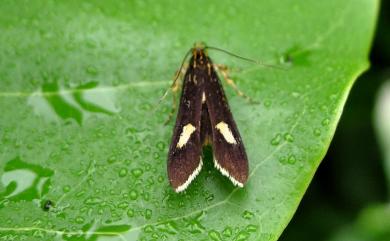 Lysipatha diaxantha Meyrick, 1932