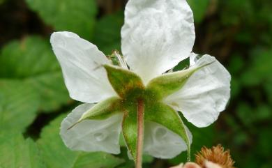 Rubus rosifolius Sm. 刺莓