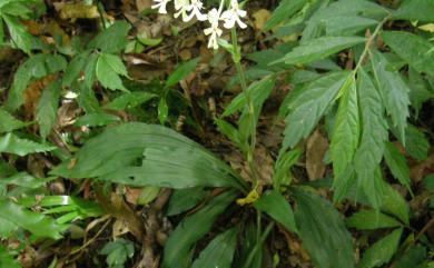 Calanthe triplicata 白鶴蘭