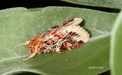 Spodoptera picta (Guerin-Meneville, 1838)