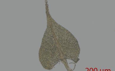 Haplocladium angustifolium (Hampe & Müll.Hal.) Broth. 小羽苔