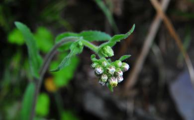 Conyza japonica 日本假蓬