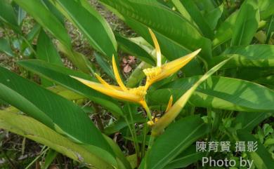 Strelitzia subulata Ruiz & Pav. 黃麗鳥蕉