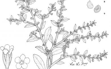 Bothriospermum zeylanicum (J. Jacq.) Druce 細纍子草