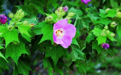 Hibiscus mutabilis L. 木芙蓉