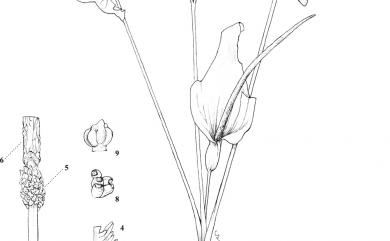 Typhonium roxburghii Schott 金慈姑