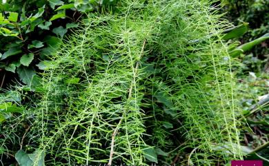 Asparagus cochinchinensis (Lour.) Merr. 天門冬