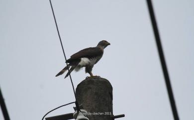 Accipiter trivirgatus formosae Mayr, 1949 鳳頭蒼鷹