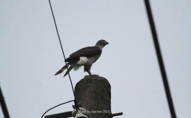 Accipiter trivirgatus formosae Mayr, 1949 鳳頭蒼鷹(台灣特有亞種)