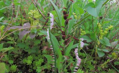 Spiranthes sinensis 綬草