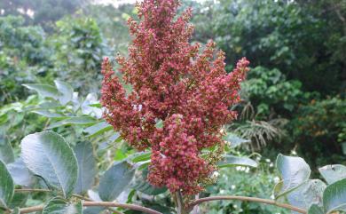 Rhus chinensis var. roxburghii 羅氏鹽膚木