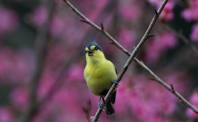 Machlolophus holsti (Seebohm, 1894) 黃山雀