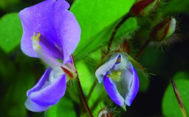 Grona triflora (L.) H.Ohashi & K.Ohashi 蠅翼草