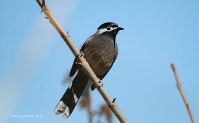 Heterophasia auricularis (Swinhoe, 1864) 白耳畫眉