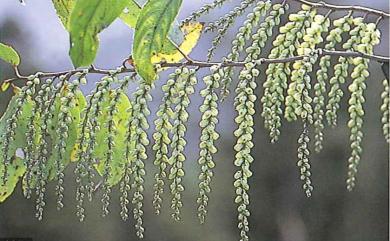 Stachyurus himalaicus Hook.f. & Thomson ex Benth. 通條樹