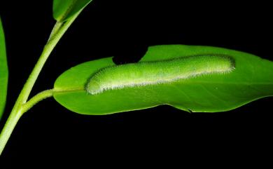 Cepora nerissa cibyra (Fruhstorfer, 1910) 黑脈粉蝶