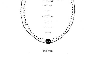 Aleurocanthus eugeniae Takahashi, 1933 蒲桃刺粉蝨