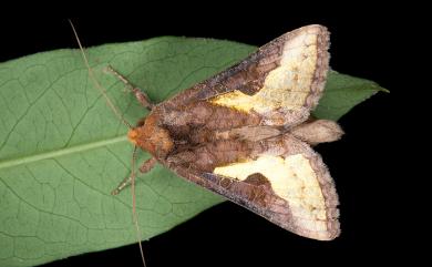 Thysanoplusia orichalcea (Fabricius, 1775) 弧金翅夜蛾