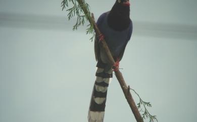 Urocissa caerulea Gould, 1863 臺灣藍鵲