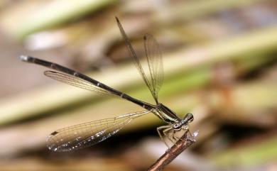 Copera marginipes Rambur, 1842 脛蹼琵蟌