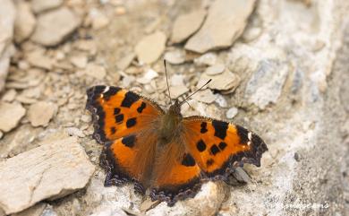 Nymphalis xanthomelas formosana (Matsumura, 1925) 緋蛺蝶