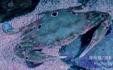 Portunus sanguinolentus (Herbst, 1783) 紅星梭子蟹