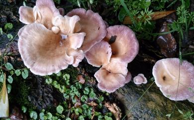 Lentinus strigosus 硬毛韌菇