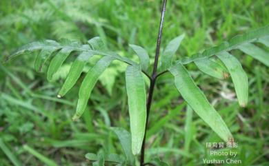 Pteris semipinnata L. 半邊羽裂鳳尾蕨