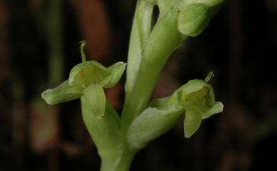 Platanthera sonoharae 琉球蜻蛉蘭