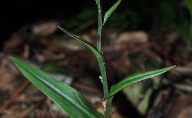 Platanthera yangmeiensis 陰粉蝶蘭