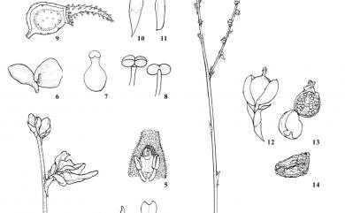 Utricularia caerulea L. 短梗挖耳草