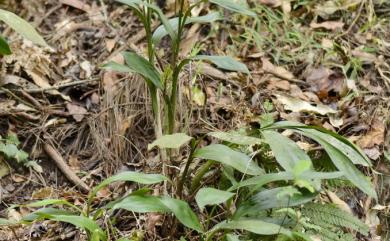 Cymbidium lancifolium var. syunitianum (Fukuy.) S.S. Ying 大竹柏蘭