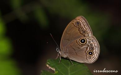 Lethe butleri periscelis (Fruhstorfer, 1908) 巴氏黛眼蝶