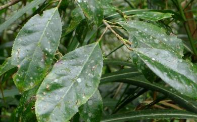 Turpinia formosana Nakai 山香圓