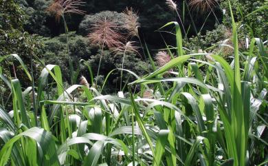 Miscanthus floridulus (Labill.) Warb. ex K.Schum. & Lauterb. 五節芒