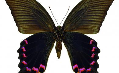 Papilio dialis tatsuta Murayama, 1970 穹翠鳳蝶