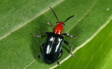 Lema honorata Baly, 1873 擬變色細頸金花蟲