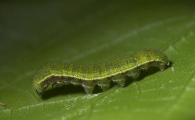 Libythea lepita formosana Fruhstorfer, 1908 東方喙蝶